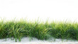 green grass borders, seamless horizontally, isolated on white background, medium and long grass edges isolated, sport, Generative Ai