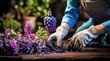 Horticulturist Tending to Colorful Hyacinths