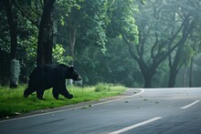 Lone Black Bear Crossing A Quiet Road In Misty Forest. Wildlife In Natural Habitat. Serene Outdoor Scene. Generative AI