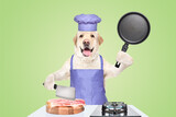 Fototapeta Zwierzęta - Labrador in a chef's costume with a frying pan in his hands and fresh meat on the kitchen table