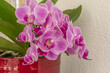 Pinke Orchideen im Topf