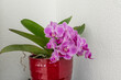 Pinke Orchideen im Topf