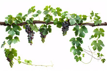 Green Grapevine With Ripe Purple Grapes Against White Background