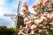 Die Gerritzens Windmühle in Elten bei Emmerich im Frühling hinter blühenden Magnolien