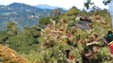 Female Talamanca Hummingbird (Eugenes Spectabilis) In Flight At A Hummingbird Feeder In The High Altitude Cloud Forest At Paraiso Quetzal Lodge Outside Of San Jose, Costa Rica