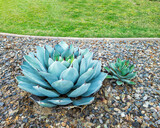 Fototapeta Zwierzęta - Agave succulent plants in desert style xeriscaping next to a grassy green lawn along city streets of American Southwest