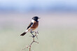 Male African Stonechat (Saxicola torquatus) perched on branch, Velddrif, West Coast, Western Cape, South Africa