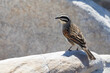 Cape Bunting (Emberiza capensis) at Olifantsbos, Cape Point, Western Cape, South Africa perched on rock