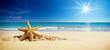 étoile de mer et coquillages posés sur une plage de sable blanc - espace vide