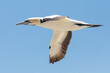 Flying Cape Gannet (Morus capensis) Bird Island, Lamberts Bay, West Coast, South Africa.Globally threatened due to population decreasing