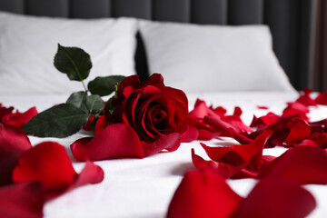 Sticker - Honeymoon. Red rose and petals on bed, closeup