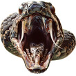 head of a snake