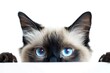 Staring Siamese Cat: Blue Eye Feline Peeking and Watching with Intense Cat Eyes