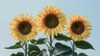 Sunflowers stand out against a clean white background, isolated