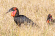 Pair of Southern Ground Hornbills (Bucorvus leadbeateri) foraging in savannah grassland, Kruger National Park, Limpopo, South Africa. Listed as Vulnerable