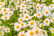 White daisies meadow on a sunny day; Selective focus