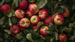 A myriad of glossy red apples with water droplets nestled among green leaves.