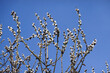 Early spring photo, tops of willow branches with young white fluffy sprouts blossom against clear blue sky close up view