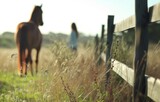 Fototapeta Tulipany - Woman at Fence with Horse, Sand, Plants, Distance