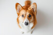 A Corgi dog quizzical look and pointy ears stand out, its intelligent eyes reflecting a playful and affectionate nature