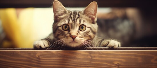 Wall Mural - Adorable cat lounging on wooden table