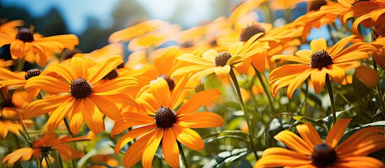 Poster - Yellow flowers in a field under a blue sky