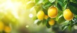 Lemons hanging from a tree with green leaves and sunshine