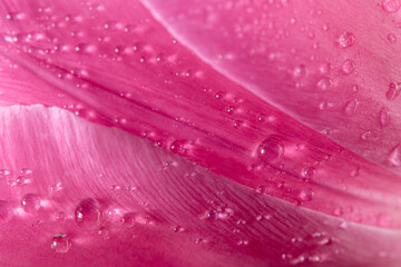  Close-up close-up of pink tulip petals with water droplets. natural background, texture