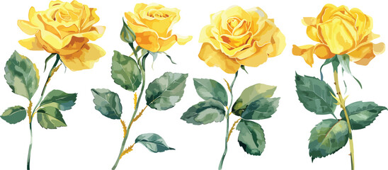 Wall Mural - Yellow Rose flower with buds and leaves set of blooming plant watercolor illustration on white background. Elements for romantic floral decoration, wedding stationary, greetings, anniversary.