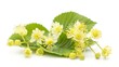 Cypress spurge (Euphorbia cyparissias) on white background  ,Generative ai, 