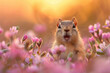 A small ground squirrel amidst flowers at sunset, mouth agape in surprise