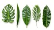 Tropical leaves of different shapes on an isolated white background.