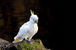A sulphur-crested cockatoo, cacatua sulphurea, on a riverbank in Victoria, Australia. This parrot species is endemic to Australia, New Guinea and parts of Indonesia. Dark background with copyspace.