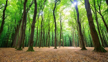 Wall Mural - empty forest with lots of trees background for theater stage scene