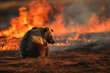Facing the Fire: Solitary Bear's Stand