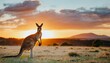 kangaroo on the background of the sunset panorama