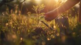 Fototapeta  - Sun-kissed hands nurturing a young sapling in a meadow, epitomizing the gentle touch of human care in nature's embrace