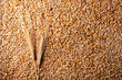 Golden barley grains with spikelet as background, top view. Barley grain texture