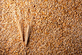 Fototapeta Psy - Golden barley grains with spikelet as background, top view. Barley grain texture