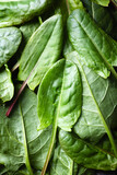 Fototapeta Na sufit - Fresh organic sorrel leaves close up. Nature texture of green sorrel. Food photography