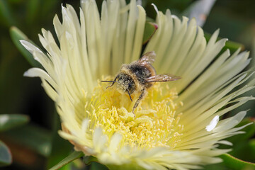 Poster - Bee covered with pollen