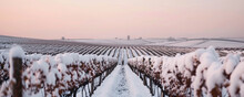 A Snowy Vineyard, The Rows Of Vines Blanketed In Snow, Stand Against A Softly Blurred Backdrop Of Distant Hills And A Pale Winter Sky. The Serene, 