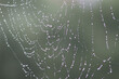 photograph of spiderweb laced bejeweled with water droplets for natural background
