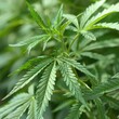 Hemp Health: Unlocking the Medicinal Benefits of Cannabis Sativa Plant and its Botanical Leaf as a Natural Medicine