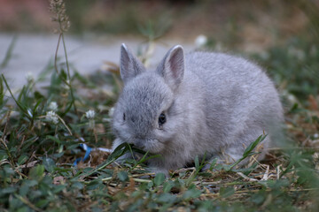 Wall Mural - A small rabbit was sitting in the front yard eating grass.