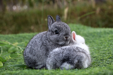 Wall Mural - Two rabbits sitting on the green grass