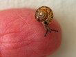 Close Up of Tiny Snail on finger