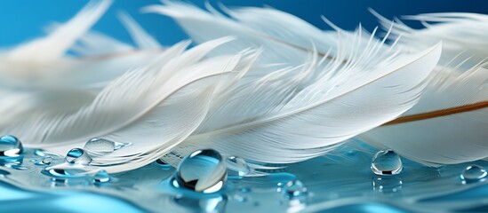 Wall Mural - Feathers and water drops on blue background,