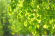 Fresh green leaves on a sunny day; close up, selective focus
