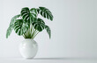 Monstera plant with copy space